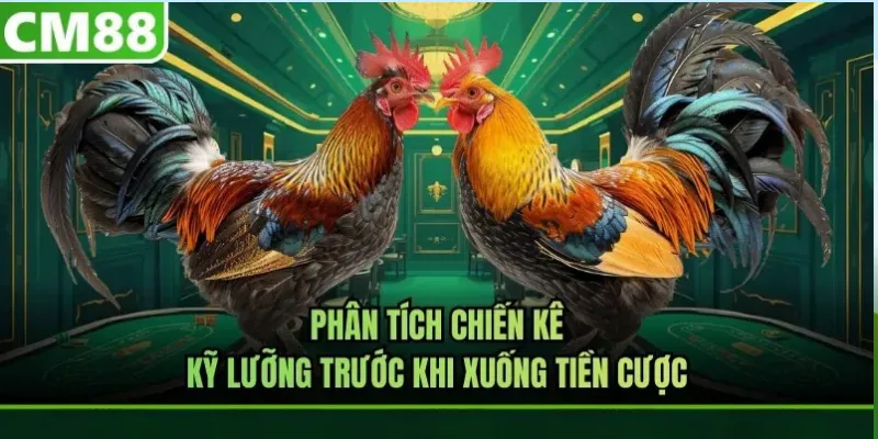 Người đọc thường muốn biết gì khi tìm cách cược đá gà?